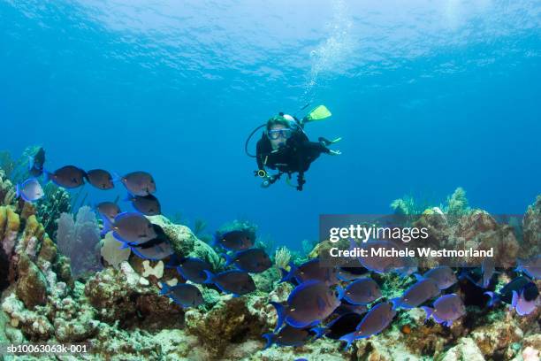 scuba diver and reef with schooling blue tangs (acanthurus coeruleus), underwater view - turks and caicos stock pictures, royalty-free photos & images
