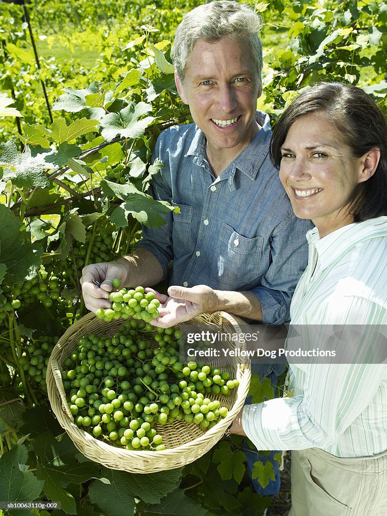 Mature couple picking grapes from vine, smiling, portrait