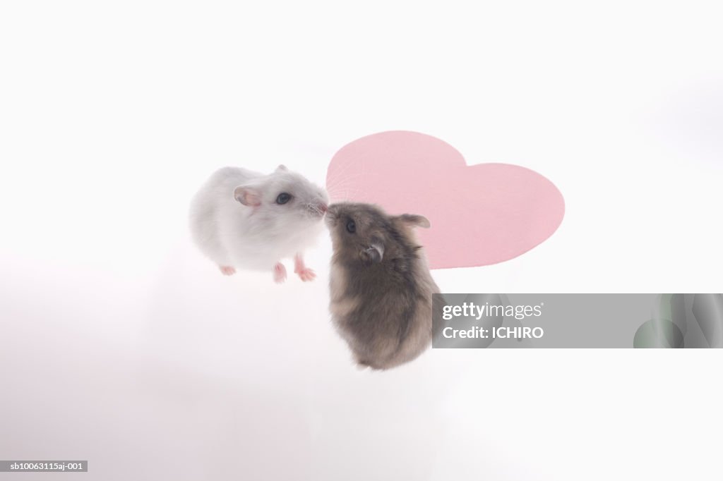 Two mice touching noses beside heart shaped object against white background