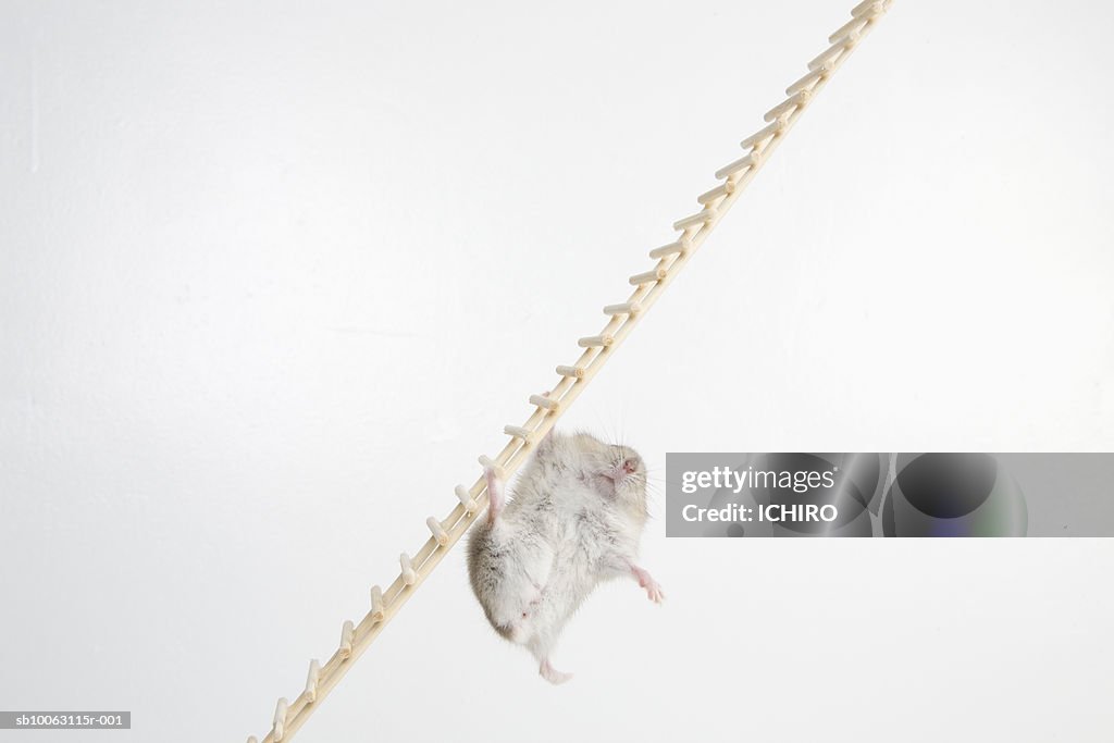 Mouse Falling From Ladder High-Res Stock Photo - Getty Images