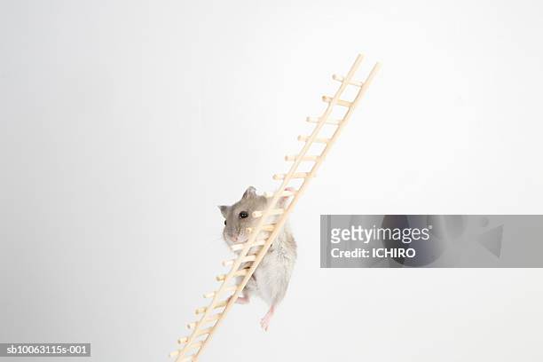 mouse clinging to ladder - agility ladder stock pictures, royalty-free photos & images