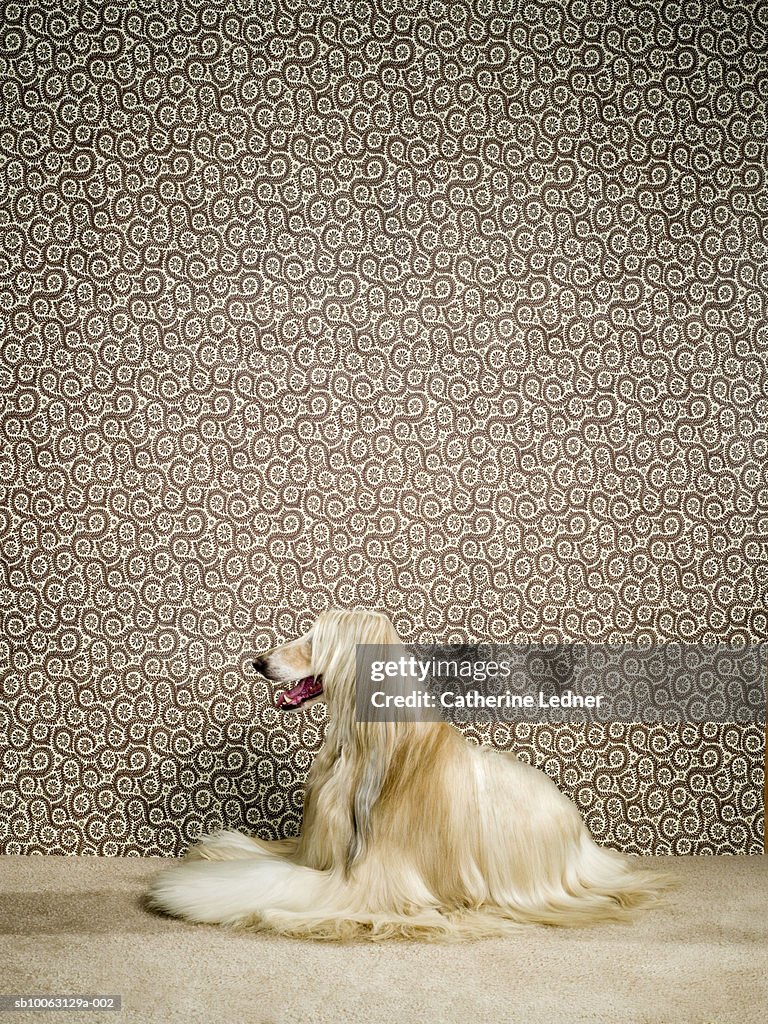 Afghan hound sitting on carpet, mouth open