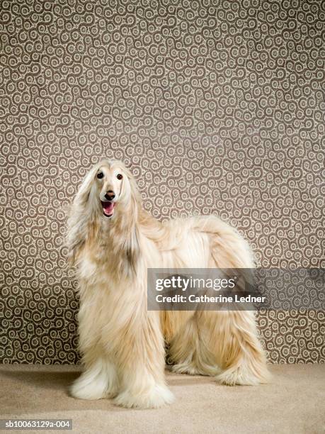 afghan hound standing against wallpapered wall - afghan bildbanksfoton och bilder