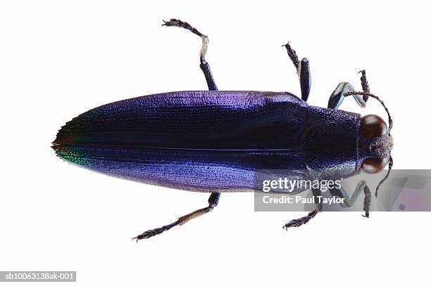 beetle (chrysochroa fulminans) on white background, overhead view - longicorne photos et images de collection