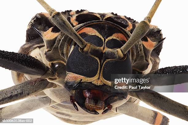 harlequin beetle (acrocinus longimanus), close-up of head - arlequim da mata imagens e fotografias de stock