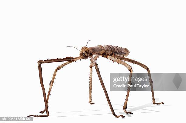 Insect Without Shell 105 Wingless Insect Stock Photos, High-Res Pictures, and Images - Getty ...