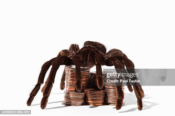 bird spider (pamphotbeteus antinous) standing over coins (digital composite) - guarding money stock pictures, royalty-free photos & images