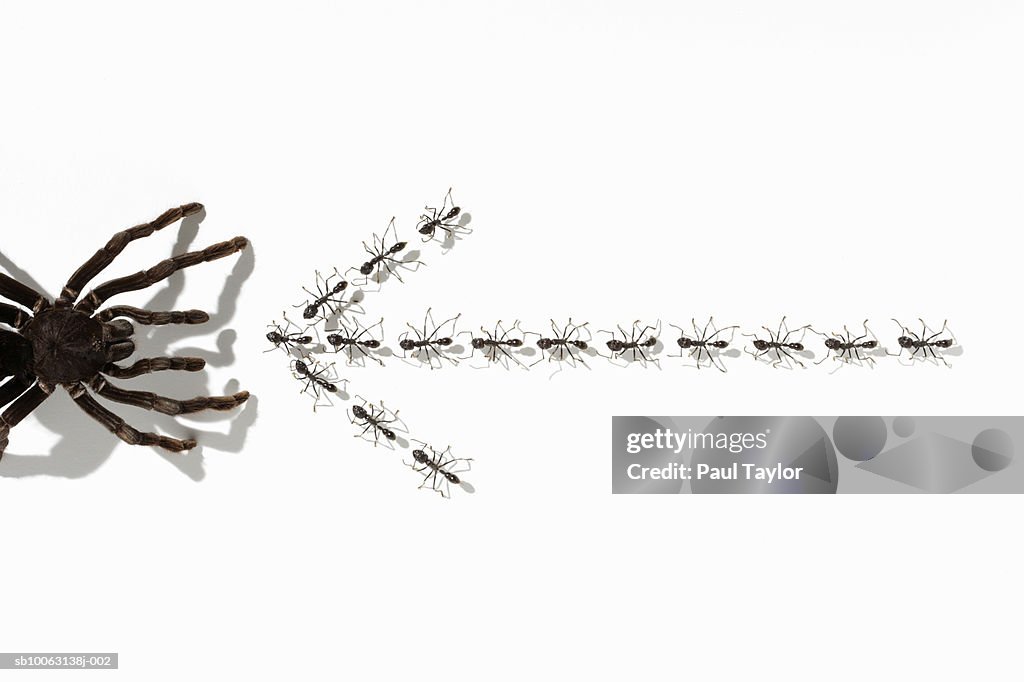Ants (Eciton quadrigtume) in form of arrow pointing at spider, overhead view (Digital Composite)