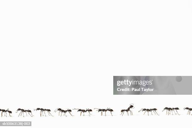 ants (eciton quadrigtume) in line, one facing opposite way, side view (digital composite) - ants stock pictures, royalty-free photos & images