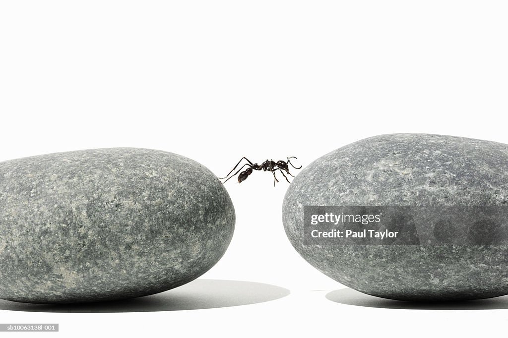 Ant (Eciton quadrigtume) bridging gap between rocks, side view