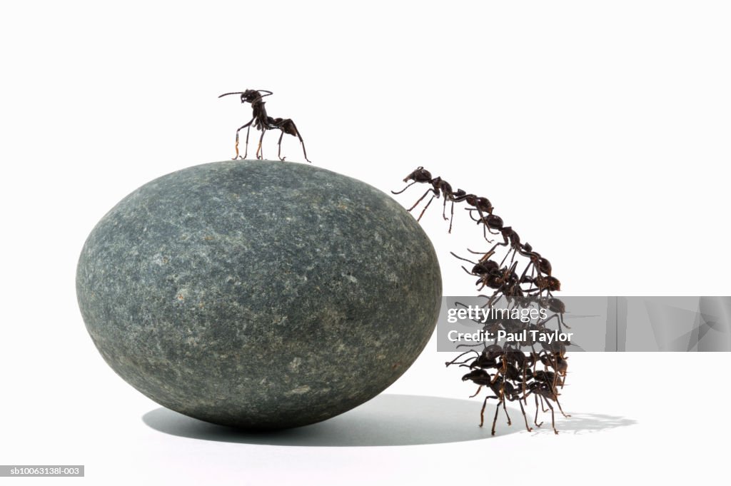 Ants (Eciton quadrigtume) climbing rock