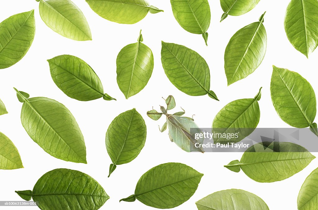 Leaf insect (Phyllium celebicum) amongst leaves of grapefruit, overhead view