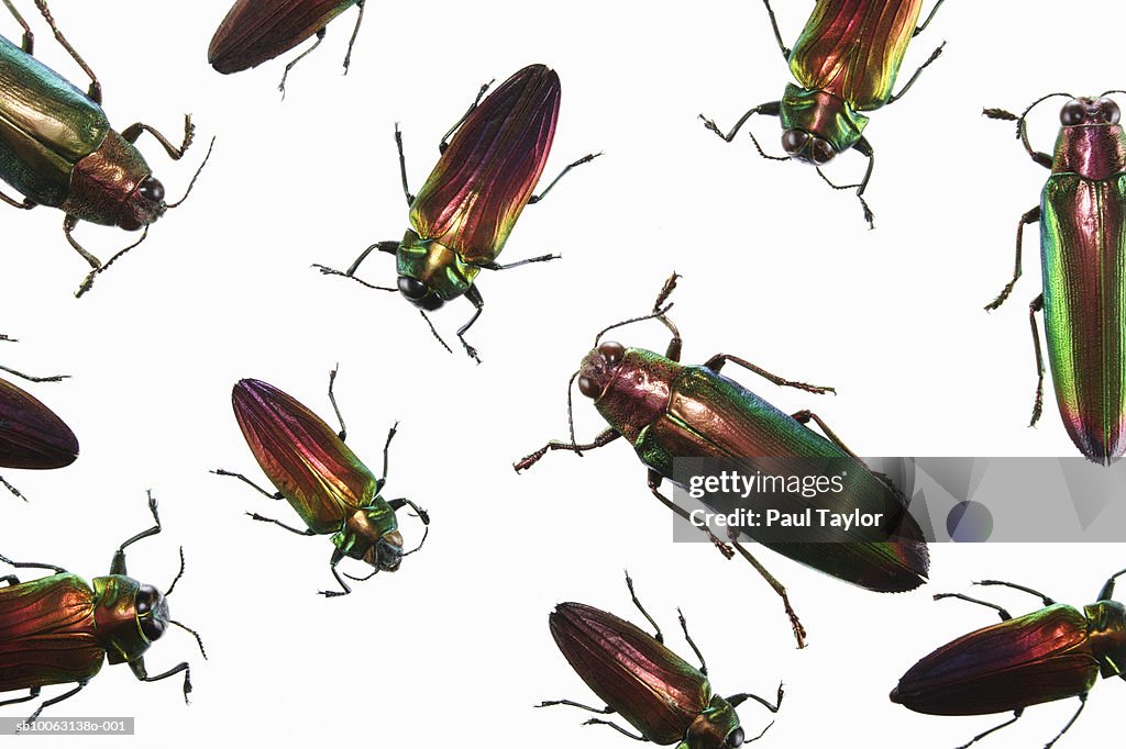 Belionota sumptuosa and Chrysochroa fulminans on white background, overhead view