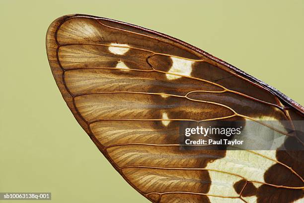 Cicada Shell Pattern Cicada Pattern Photos and Premium High Res Pictures - Getty Images