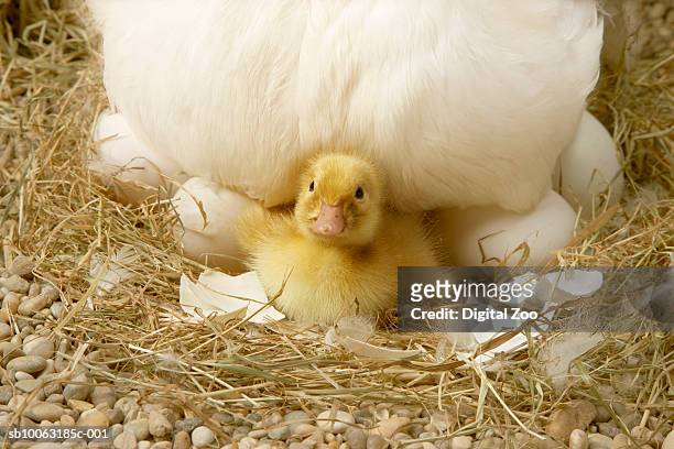 baby duckling hatched under mother, close-up - duckling foto e immagini stock