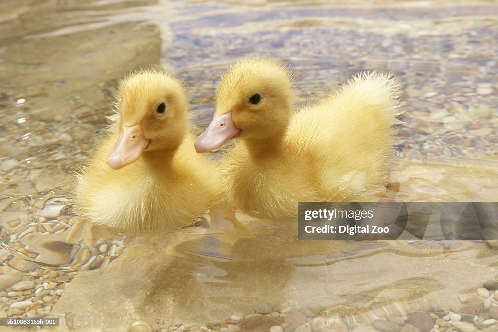 Two ducklings in water