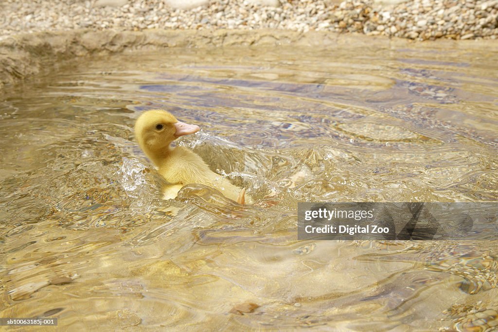 Duckling swimming in water