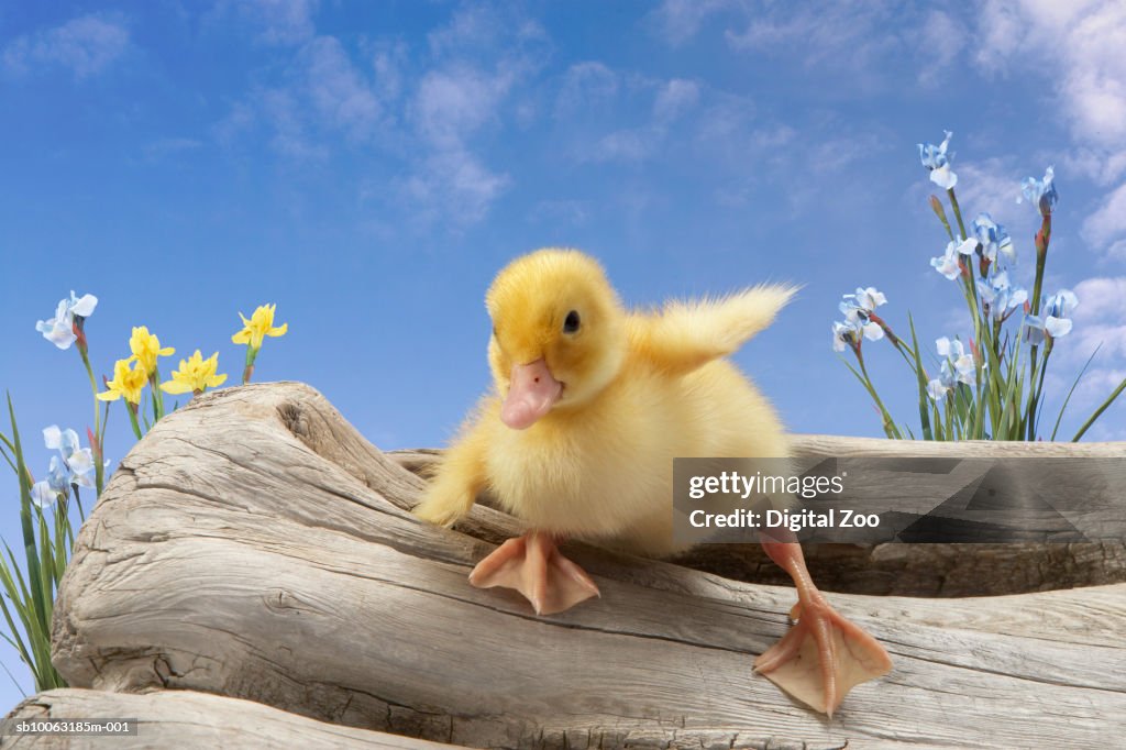 Duckling sliding off log