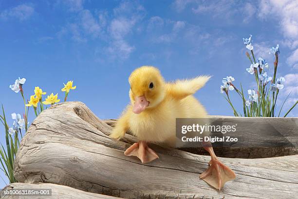 duckling sliding off log - duckling stock pictures, royalty-free photos & images