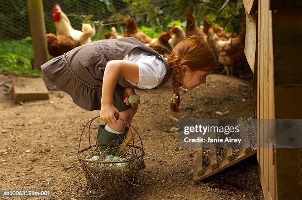 girl (6-7) holding egg basket at hen house - poulailler photos et images de collection