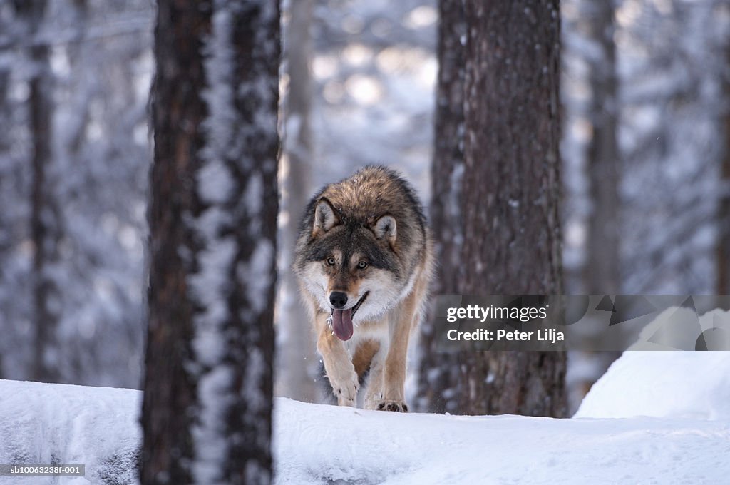 Wolf (Canis lupus) in pine forest