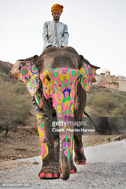 painted elephant with mahout walking on dust road - asian elephant fotografías e imágenes de stock