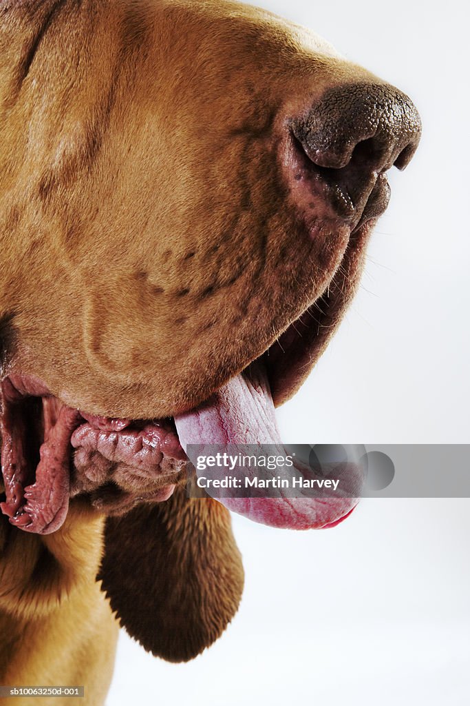 Bloodhound (St. Hubert Hound), close-up of sout, studio shot