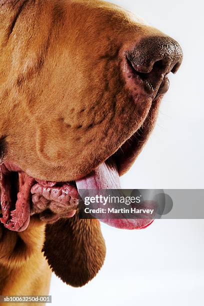 bloodhound (st. hubert hound), close-up of sout, studio shot - snout stock pictures, royalty-free photos & images