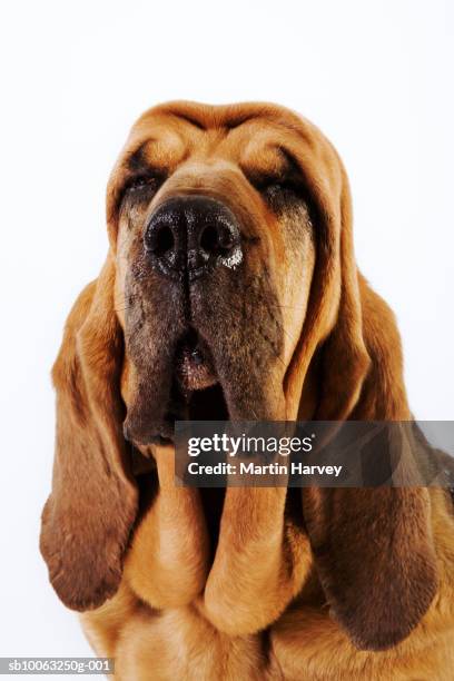 bloodhound (st. hubert hound), studio shot - bloodhound stock pictures, royalty-free photos & images