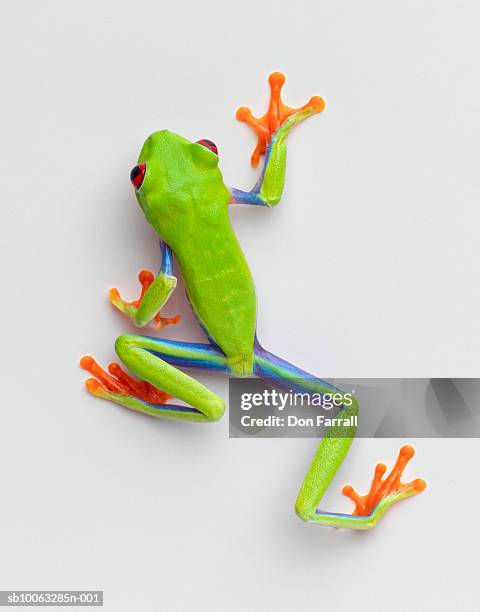 agalychnis callidryas walking on white background, overhead view - frog bildbanksfoton och bilder