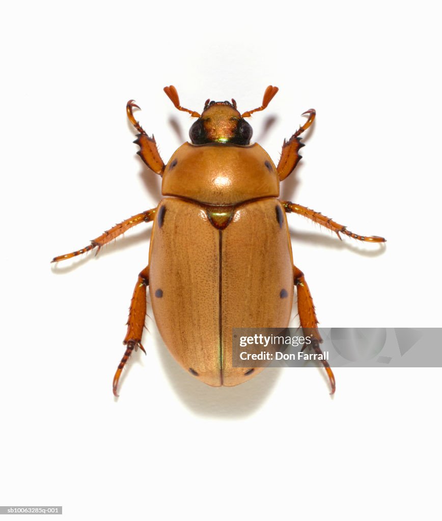 Grapevine beetle (Pelidnota punctata) on white background, overhead view