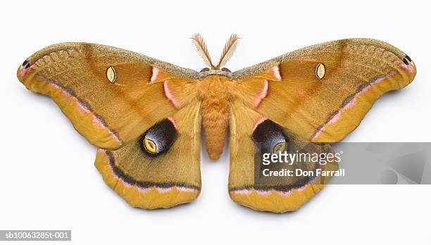 giant silk moth (male) on white background, overhead view - moth stock pictures, royalty-free photos & images
