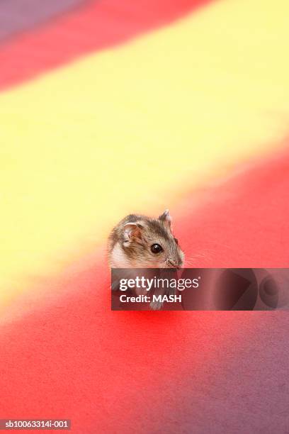 dzhungarian hamster (phodopus sungorus) on coloured background, elevated view - djungarian hamster stock pictures, royalty-free photos & images