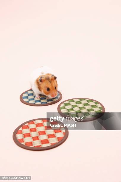 dzhungarian hamster (phodopus sungorus) and three coasters, elevated view, studio shot - djungarian hamster stock pictures, royalty-free photos & images