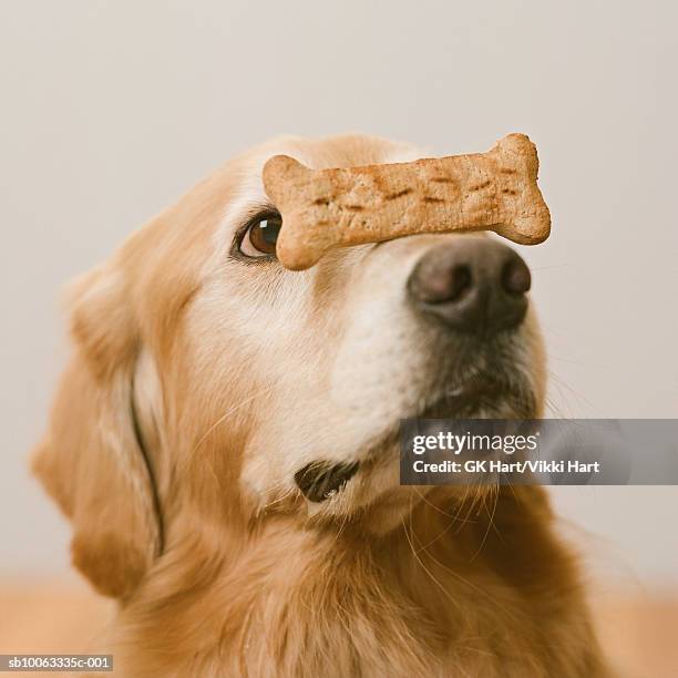 golden retriever with dog biscuit on snout, close-up - croquette pour chien photos et images de collection