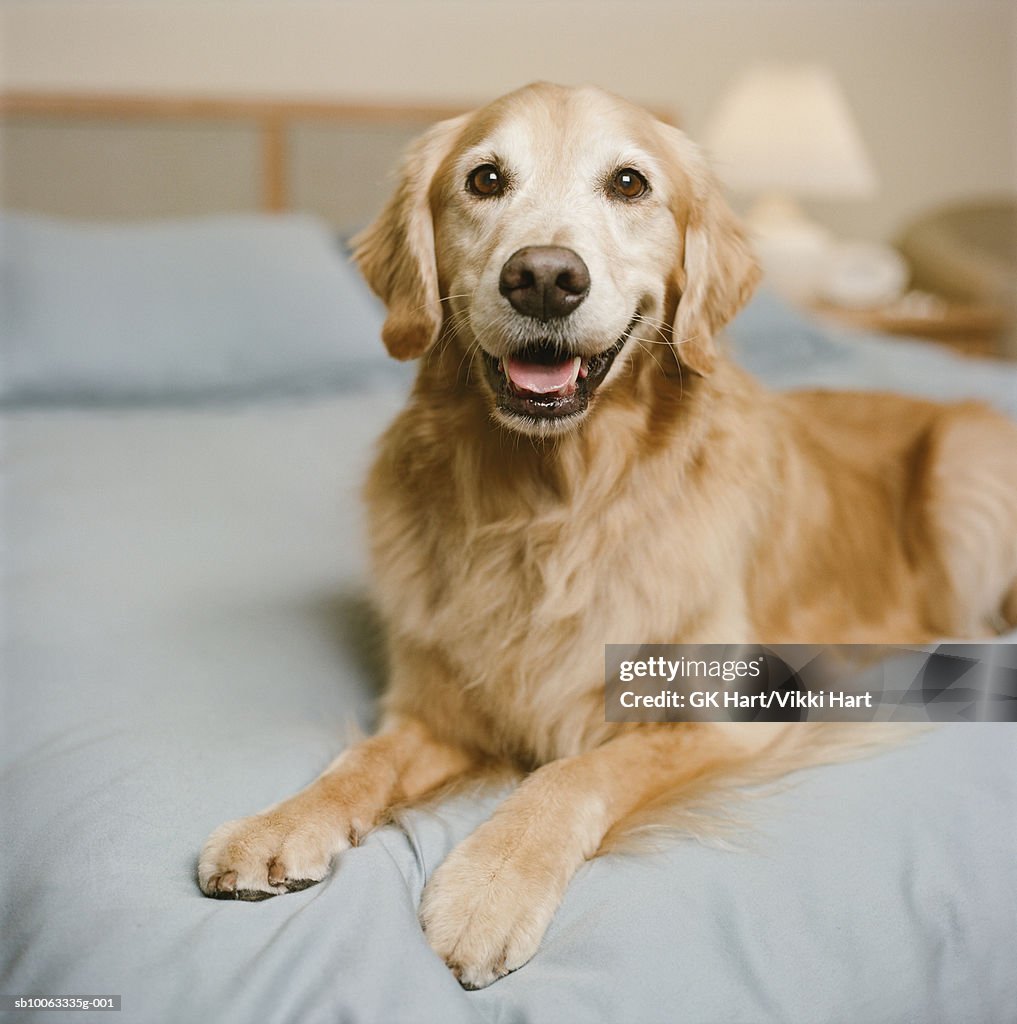 Golden Retriever Dog on bed, close-up