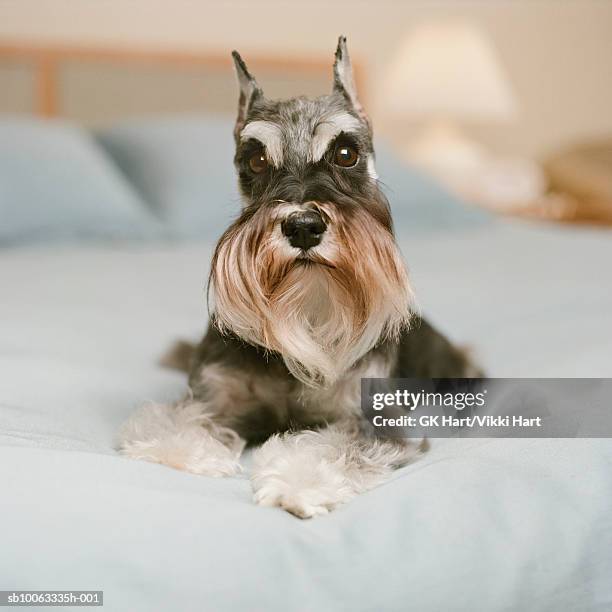 minature schnauzer dog on bed, close-up - schnauzer stock pictures, royalty-free photos & images