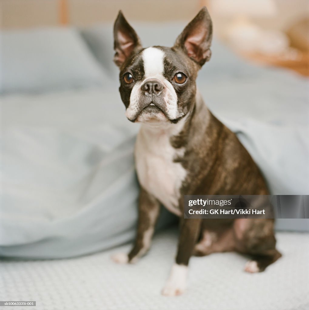 Boston Terrier sitting in bed