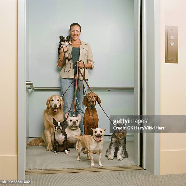 young woman holding seven dogs in elevator, smiling - mittelgroße tiergruppe stock-fotos und bilder