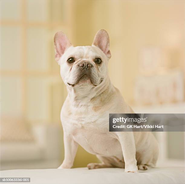 french bulldog sitting, close-up - french bulldog stock pictures, royalty-free photos & images