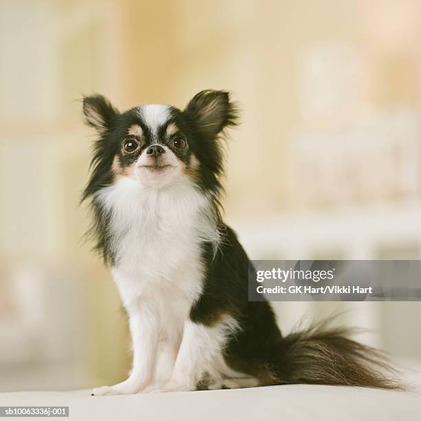long hair chihuahua dog sitting, close-up - purebred long haired chihuahua bildbanksfoton och bilder