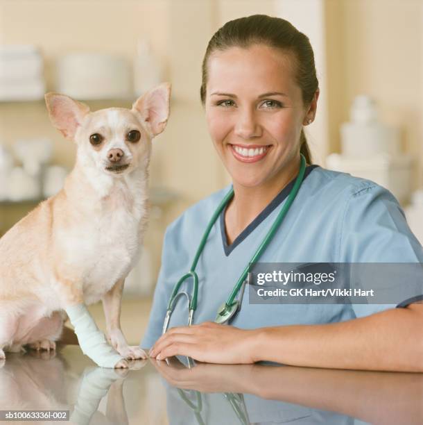 veterinarian with chihuahua, close-up - long haired chihuahua stock-fotos und bilder