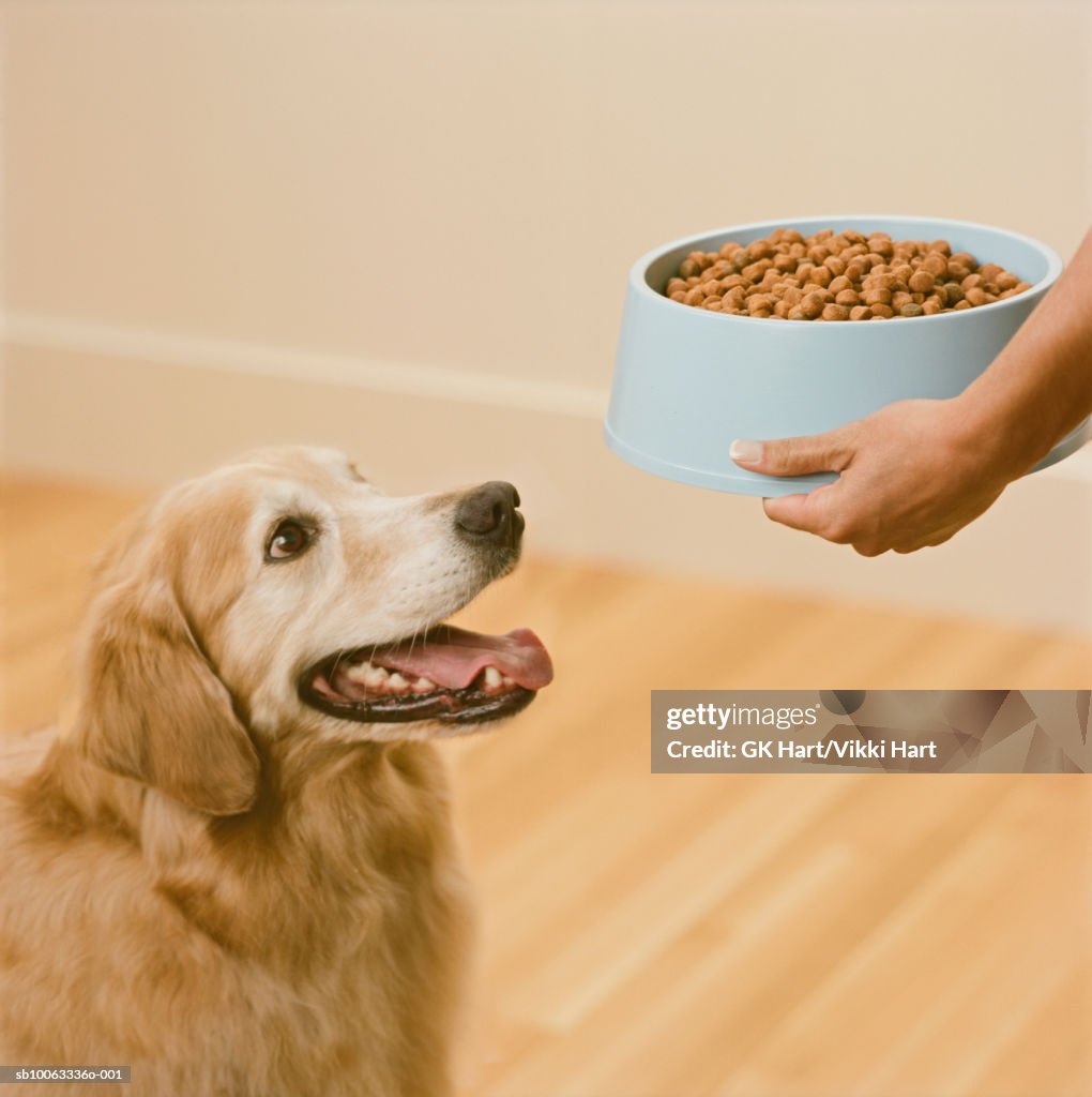 Person feeding Golden Retriever