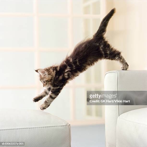 maine coon kitten jumping from couch to ottoman - jump on sofa stock-fotos und bilder