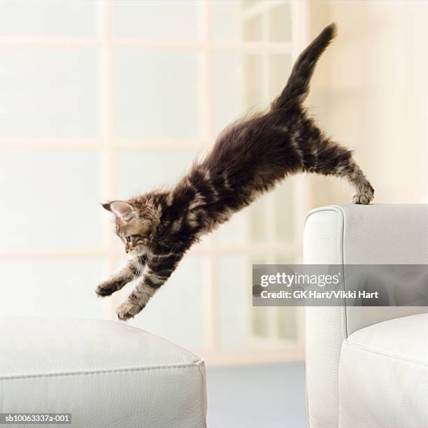 maine coon kitten jumping from couch to ottoman - house of kittens stock pictures, royalty-free photos & images