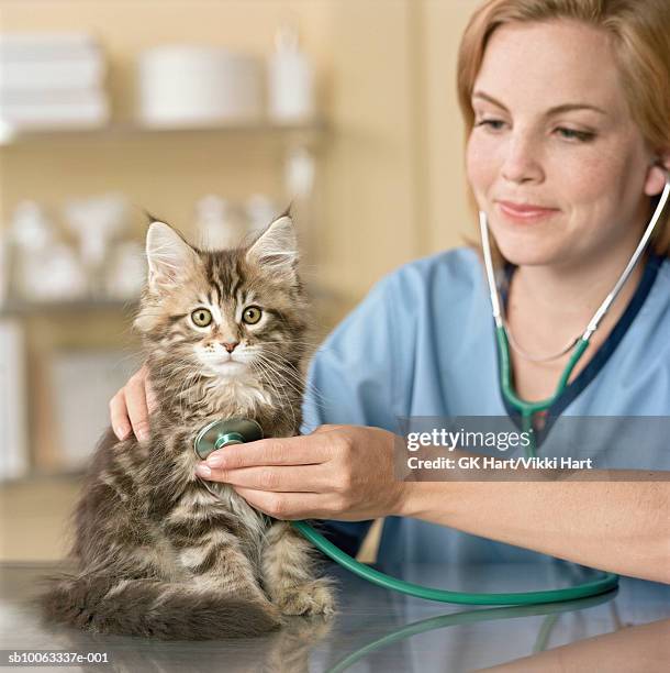 veterinarian examining maine coon kitten, close-up - vet with kitten stock pictures, royalty-free photos & images