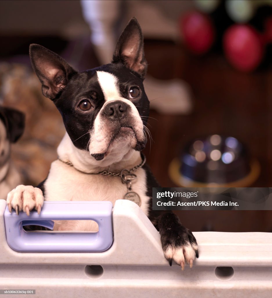 Boston Terrier Dog looking up