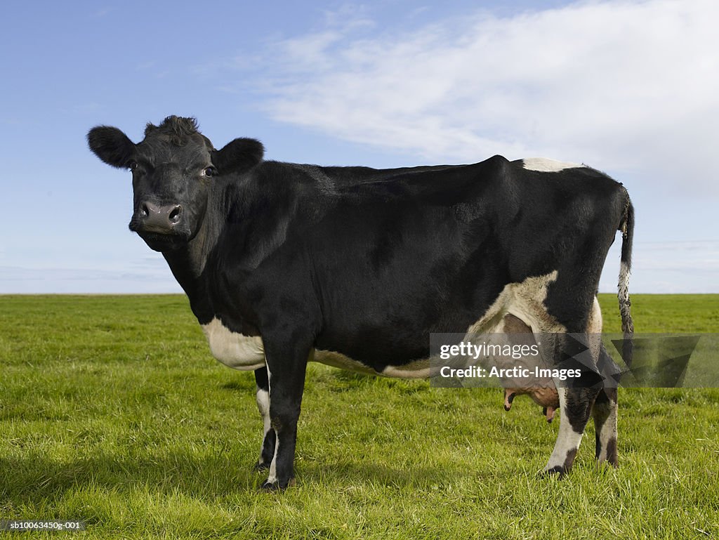 Cow standing on green pasture