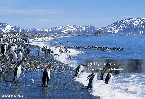antarctica, island of south georgia, gold harbour, king penguins (aptenodytes patagonicus) on beach - south georgia island fotografías e imágenes de stock