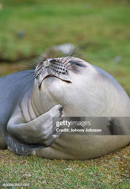 southern elephant seal pup scratching under chin - elephant seal stock pictures, royalty-free photos & images